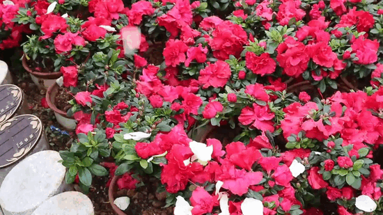 英国·威廉希尔(williamhill)唯一中文官方网站