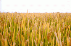 稻谷飘香迎丰年|威廉希尔williamhill生产基地奏响丰收乐章