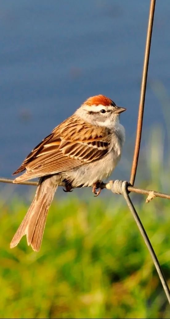 英国·威廉希尔(williamhill)唯一中文官方网站